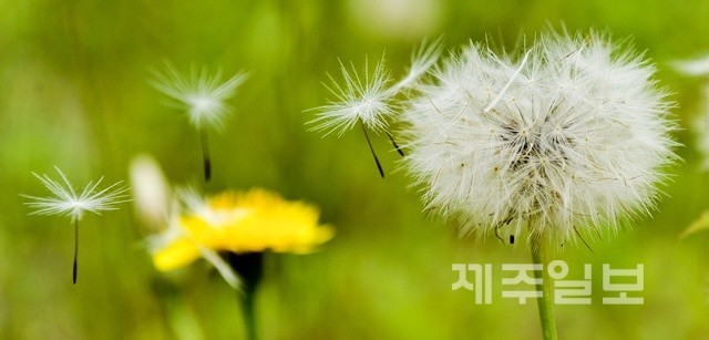 민들레 홀씨되어..