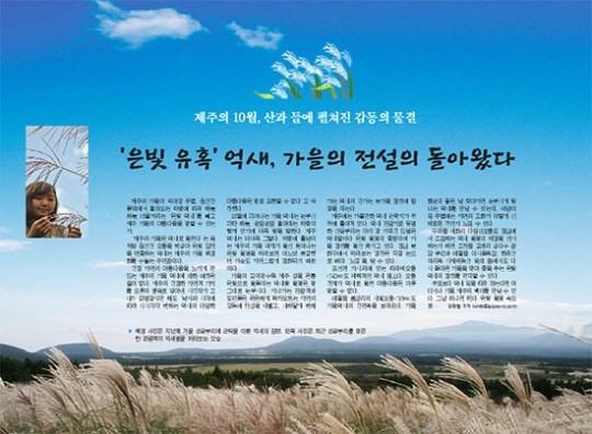 제주의 가을, 은빛으로 물들다