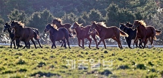 말산업, 미래의 융·복합 고부가가치로 부상