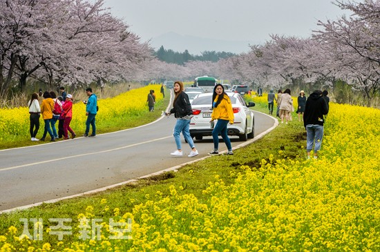 꽃이 활짝 핀 봄길 속으로/서귀포시 표선면