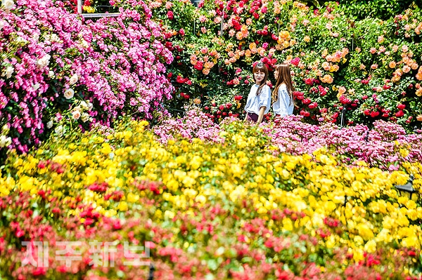 화려한 장미꽃 배경으로