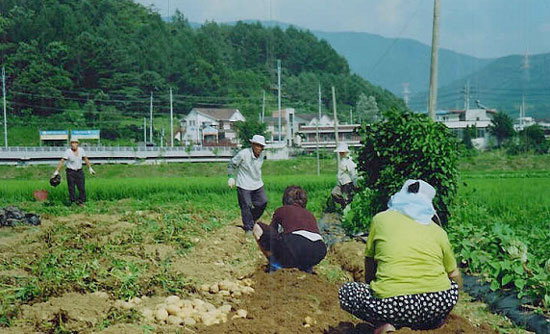 [시니어 광장] 노인회장님 농사일 걱정말고 쾌차하세요