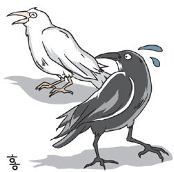 백오(白烏)
