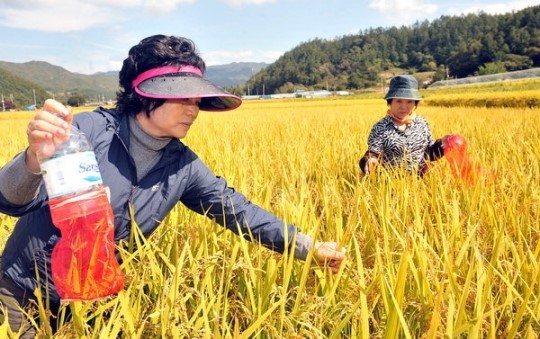 풍요로운 황금들녘
