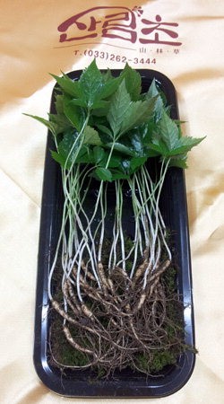 산양삼 쌈재료, 480억원 대박 계약