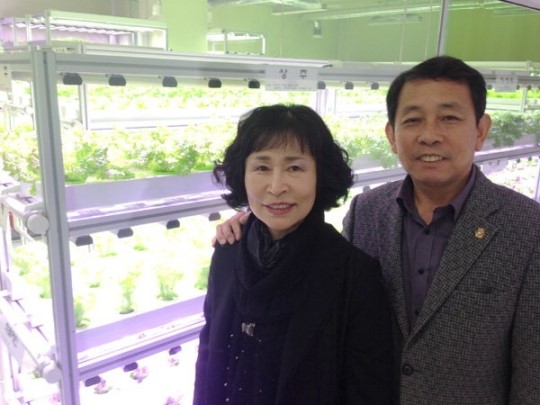 [춘천]춘천 산토리니 수경재배기 도입