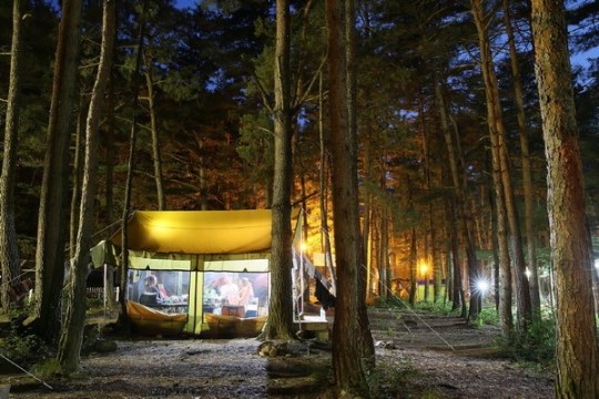 여름에 물든 숲… 솔내음에 취한 밤