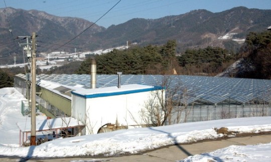 [평창]국내 첫 유리온실 가동 중단
