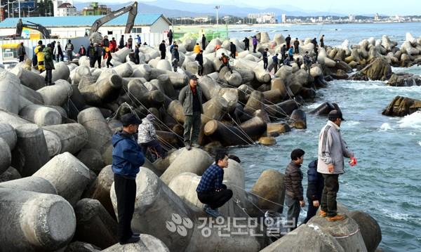 도루묵 낚시 진풍경