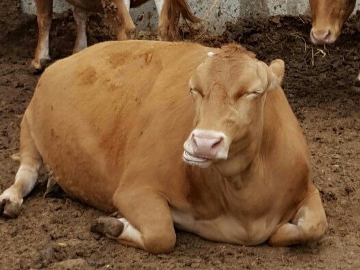 “생체중 943kg 슈퍼 한우 납시오”