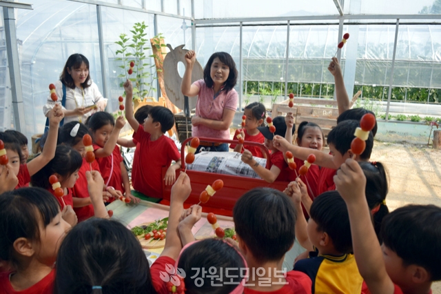 춘천 헬로토마토교육농장 인기최고