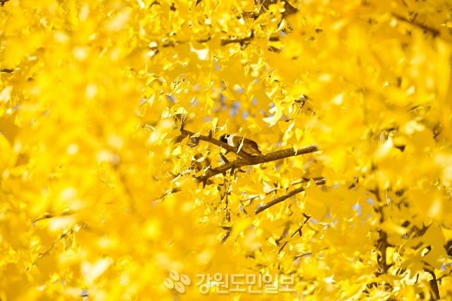 가을볕 쬐는 참새