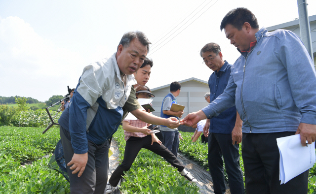 [화천]화천 땅콩 재배농가 현장 컨설팅 호응
