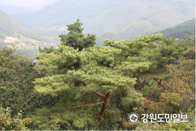 정선에서 전세계적 희귀종 황금소나무 발견
