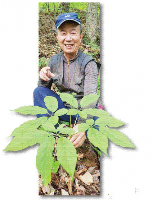 [로컬에 산다,로컬이 산다] 8. 평창산양삼사회적협동조합