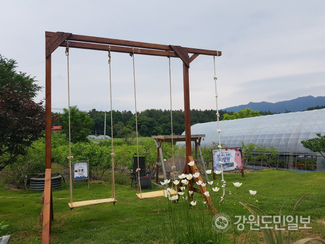 [화천]화천 블루베리 농장의 이유 있는 변신