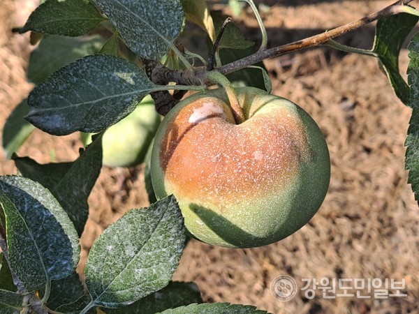 폭염에 까맣게 익어버린 사과