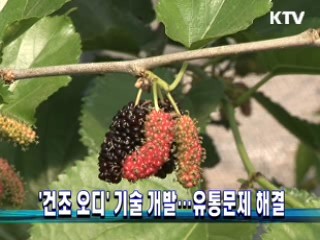 건조 오디 기술 개발···유통문제 해결
