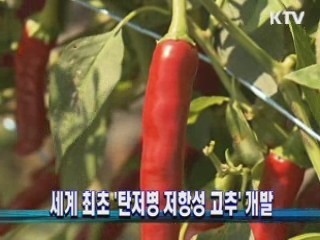 세계 최초 탄저병 저항성 고추 개발