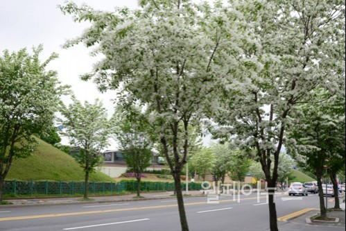 꽃의 도시 경주, 이팦꽃이 곳곳마다