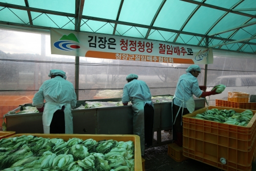 청양 친환경 절임배추 불티