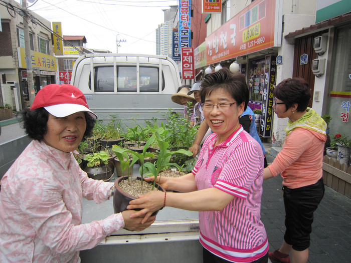 야생화 화분 나눠드려요