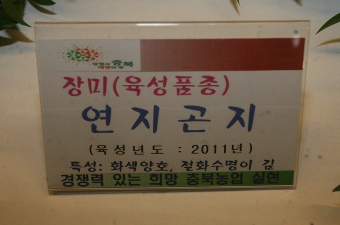 충북농기원 화훼류 신품종 전시회 이모저모전시된 연지곤지 꽃