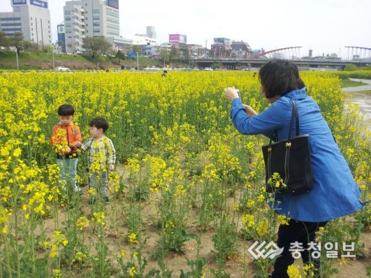 청주 무심천 유채꽃 활짝