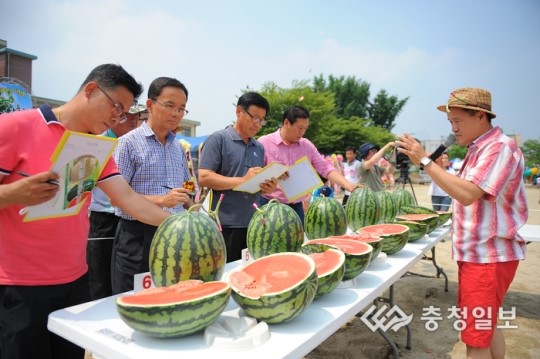 여름 과일의 왕 수박, 제19회 맹동수박축제 열려