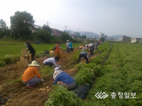 직접 재배한 감자나눔 사랑 두배