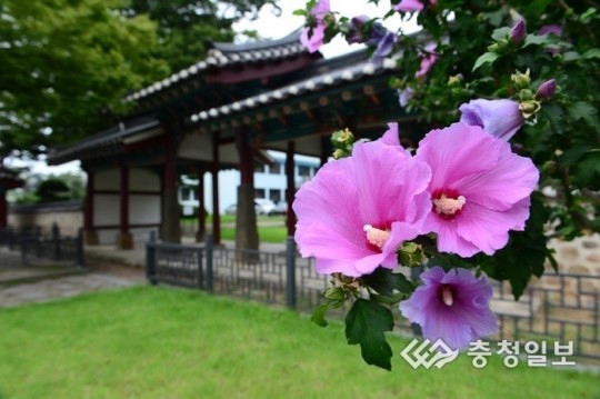 무궁화 꽃이 활∼짝 피었습니다