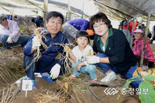 증평인삼골축제 경제효과 삼삼하네