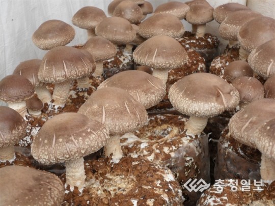 국내산 표고버섯 맛·기능 으뜸