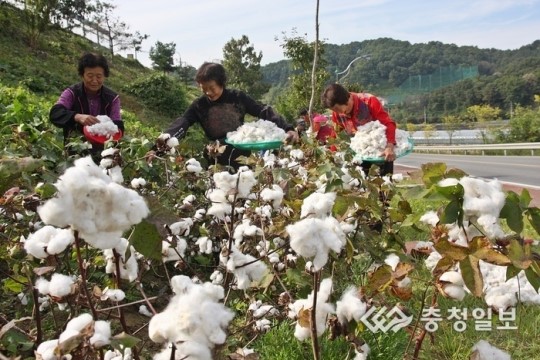 보송보송 목화솜 수확 한창