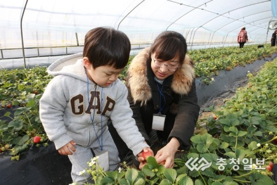 논산딸기 따는 재미에 달콤함은 덤
