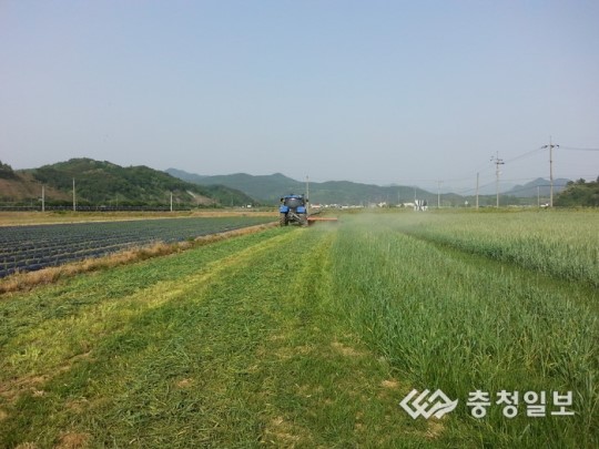괴산 농촌들녘 호밀 수확 한창