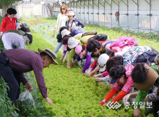 장안농장 체험형 채식뷔페 문 활짝