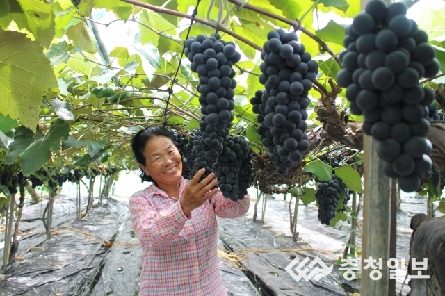 명품 영동포도, 본격 출하
