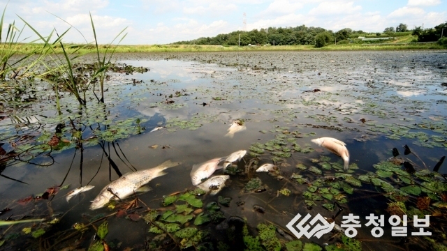 청주 서촌동 저수지서 물고기 떼죽음