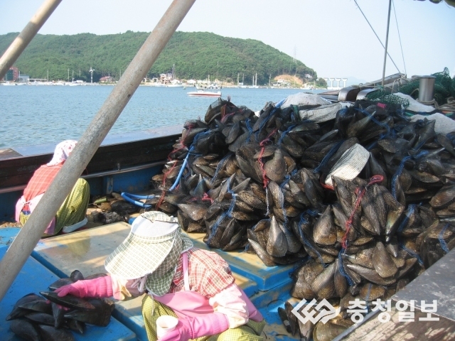 전국 키조개 70% 생산하는 보령 오천항, 본격 채취 나서