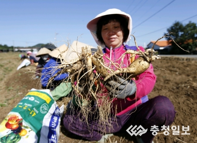 태안군, 황토에서 자란 6년근 인삼 첫 수확!
