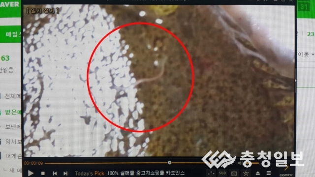 대형마트 활어회 기생충 꿈틀