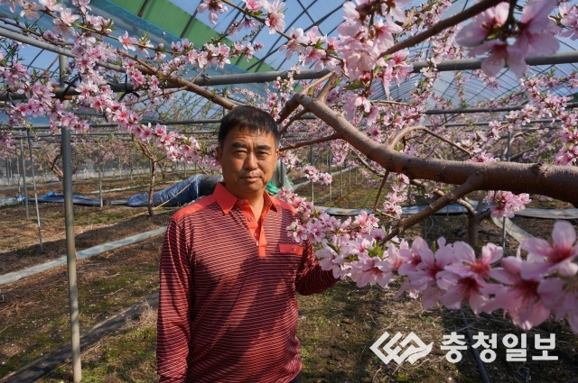 영동 박정기씨 복숭아 농장분홍 복사꽃 화사하게 만개