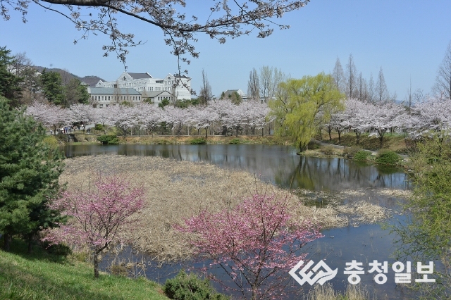 호서대 아산캠, 벚꽃 명소 각광 전국 사진 동호회 등서 발길