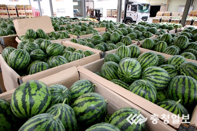 청원생명 맛찬동이 수박 출하