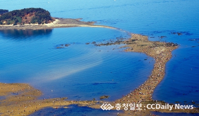 신비의 바닷길 보고  맨손으로 고기잡고