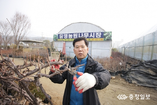 천안 유영농원 200여 종 30만 그루 나무시장 개장