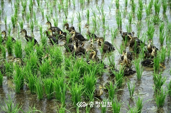 친환경 인증, 제천 의림지뜰 쌀 판매