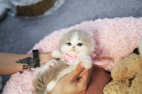 고양이 분양샵 가필드고양이, 전문 펫플래너 통한 맞춤 상담 진행