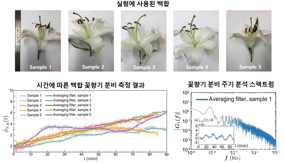 세계 최초 꽃향기 실시간 측정 꽃향기 이젠 눈으로 본다